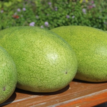 Wassermelone Charleston Gray (Samen)