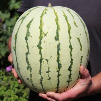 Wassermelone Chris Cross (Samen)
