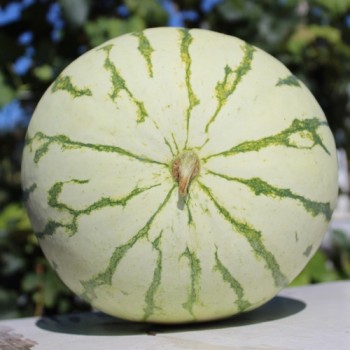 Wassermelone Chris Cross (Samen)