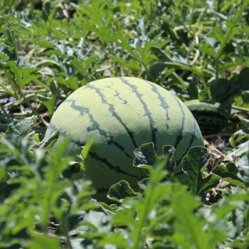 Wassermelone Chris Cross (Samen)