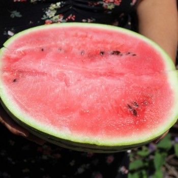 Wassermelone Chris Cross (Samen)