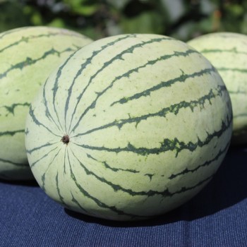 Wassermelone Chris Cross (Samen)