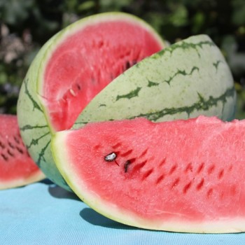 Wassermelone Chris Cross (Samen)