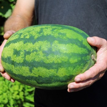 Wassermelone Congo (Samen)