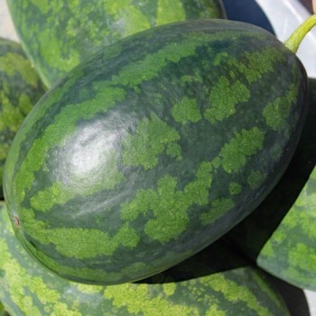 Wassermelone Congo (Samen)