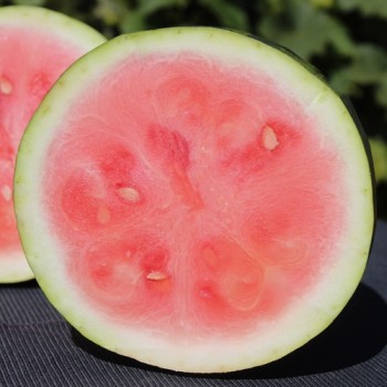 Wassermelone Congo (Samen)
