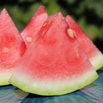 Wassermelone Congo (Samen)