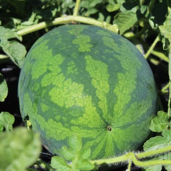 Wassermelone Congo (Samen)
