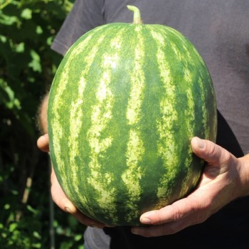 Wassermelone Crimson Sweet (Samen)
