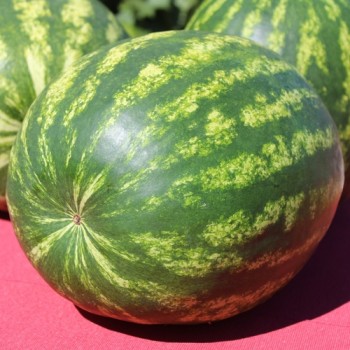 Wassermelone Crimson Sweet (Samen)