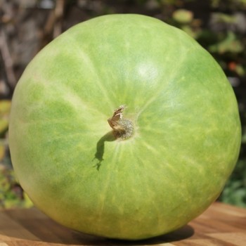 Wassermelone Desert King (Samen)