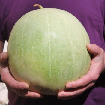 Wassermelone Desert King (Samen)