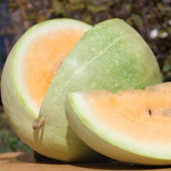 Wassermelone Desert King (Samen)