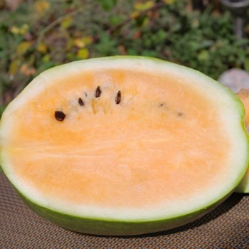 Wassermelone Desert King (Samen)