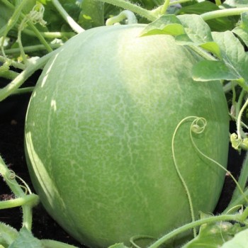 Wassermelone Desert King (Samen)