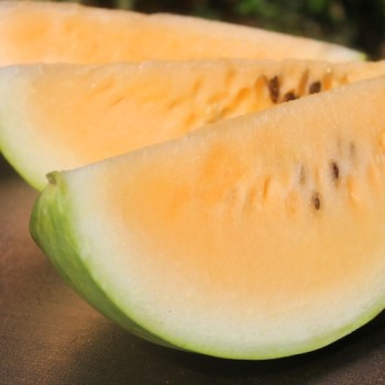 Wassermelone Desert King (Samen)