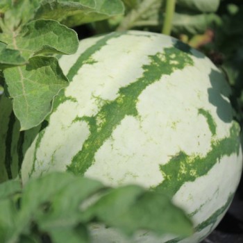 Wassermelone Dixie Queen (Samen)