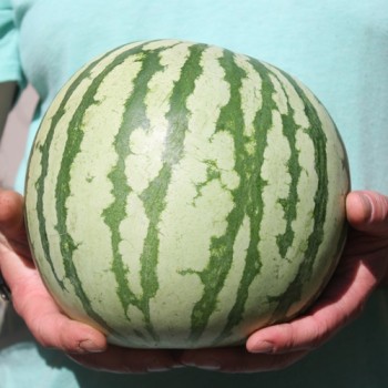 Wassermelone Dixie Queen (Samen)