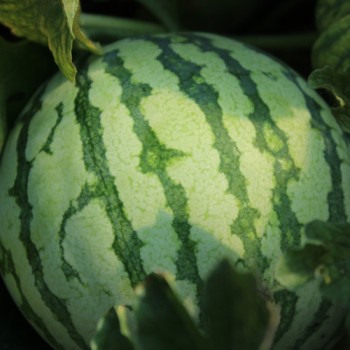 Wassermelone Dixie Queen (Samen)