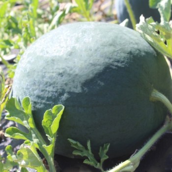 Wassermelone Florida Giant (Samen)