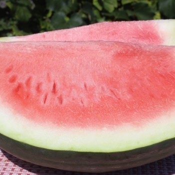 Wassermelone Florida Giant (Samen)