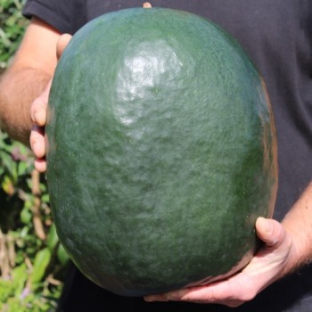Wassermelone Florida Giant (Samen)