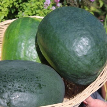 Wassermelone Florida Giant (Samen)
