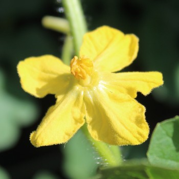 Wassermelone Golden Midget (Samen)