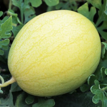 Wassermelone Golden Midget (Samen)