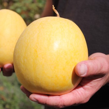 Wassermelone Golden Midget (Samen)