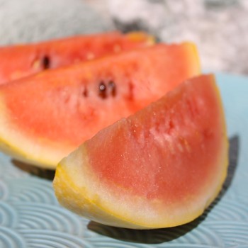 Wassermelone Golden Midget (Samen)