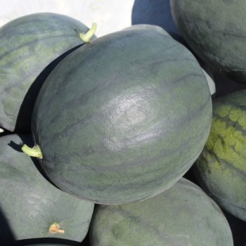 Wassermelone Janosik (Samen)