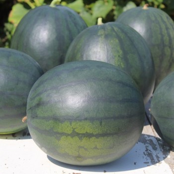 Wassermelone Janosik (Samen)
