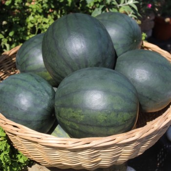 Wassermelone Janosik (Samen)