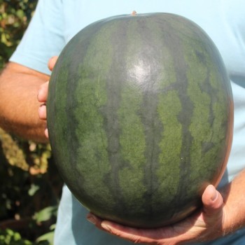 Wassermelone Janosik (Samen)