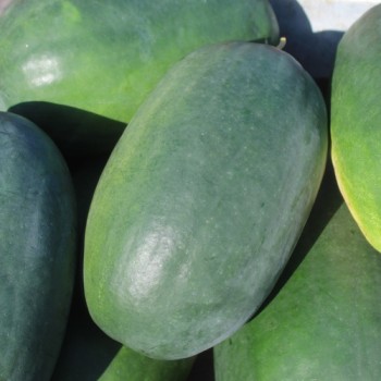 Neu! Wassermelone Kleckly Sweet (Samen)
