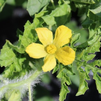 Wassermelone Missouri Heirloom (Samen)
