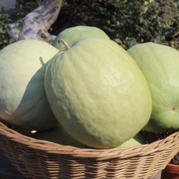 Wassermelone Missouri Heirloom (Samen)