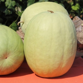 Wassermelone Missouri Heirloom (Samen)