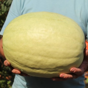 Wassermelone Missouri Heirloom (Samen)