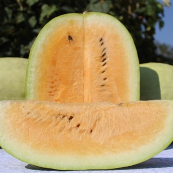 Wassermelone Missouri Heirloom (Samen)