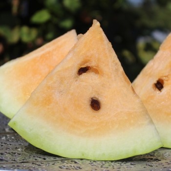 Wassermelone Missouri Heirloom (Samen)