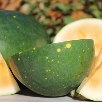 Wassermelone Moon and Stars Yellow Fleshed (Samen)