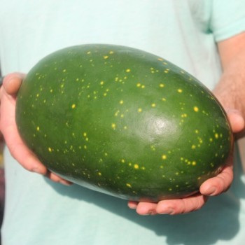 Wassermelone Moon and Stars Yellow Fleshed (Samen)