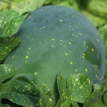 Wassermelone Moon and Stars Yellow Fleshed (Samen)
