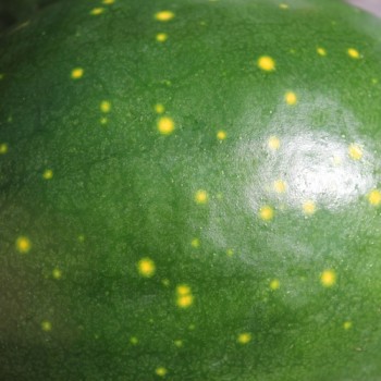 Wassermelone Moon and Stars Yellow Fleshed (Samen)