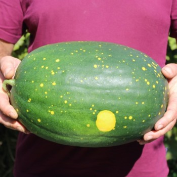 Wassermelone Moon and Stars Yellow Fleshed (Samen)