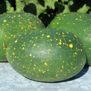 Wassermelone Moon and Stars Yellow Fleshed (Samen)