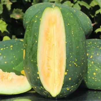 Wassermelone Moon and Stars Yellow Fleshed (Samen)