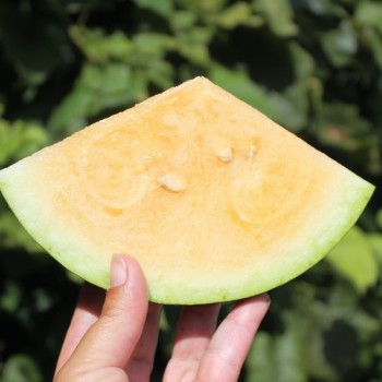 Wassermelone Moon and Stars Yellow Fleshed (Samen)